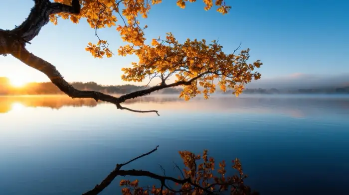 family-addiction-support-young-adult-rehab-rehabilitation-for-teens A tranquil lake with a tree in the foreground at sunrise, symbolizing the calm and clarity that can come from family addiction support and effective rehabilitation for young adults.